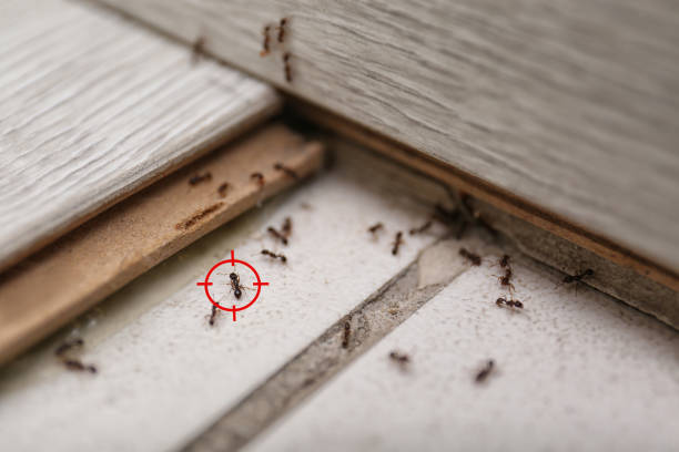 Best Pest Control for Restaurants  in Luling, TX